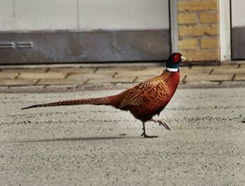 Side view of pheasant bird walking on footpath