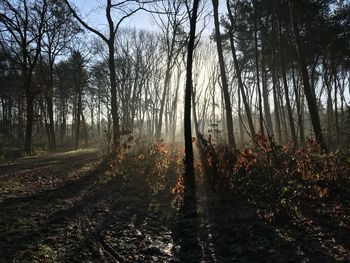 Trees in forest against sky