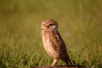 Close-up of a bird on field