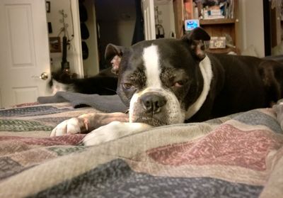 Close-up of dog relaxing on bed at home