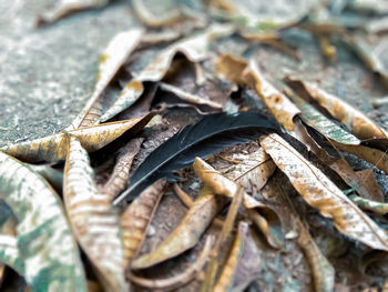 Close-up of dried leaves