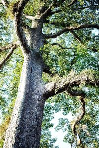 Low angle view of trees