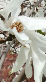 Close-up of white flower
