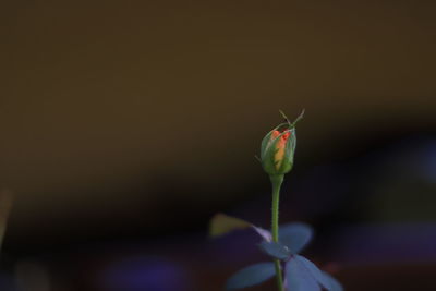 Close-up of red flowering plant