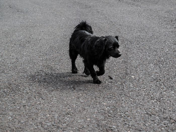 Dog standing on road