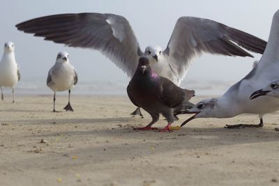 Birds on beach