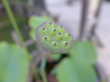 Close-up of fresh green plant