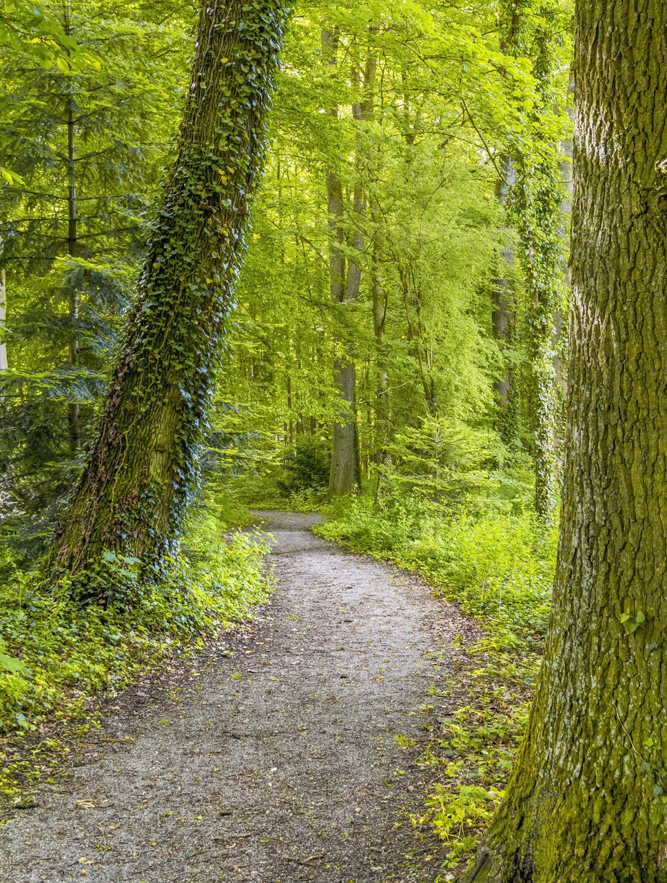 PLANTS GROWING IN FOREST