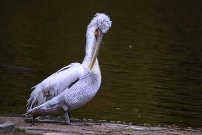 View of heron on lake