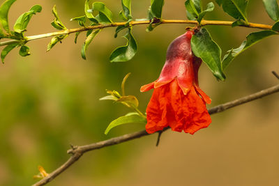 Close-up of red leaves on branch