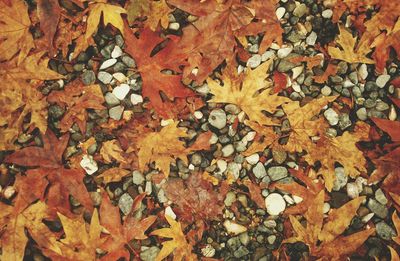 Close-up of autumn leaves on the ground