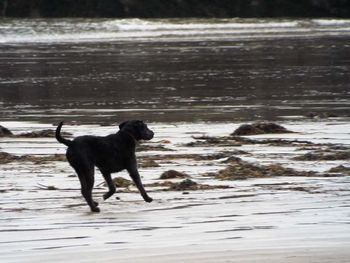 Dog running on beach