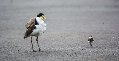 Close-up of lapwing bird with chick