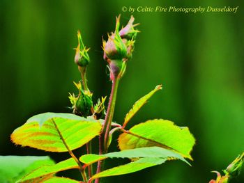 Close-up of green leaves