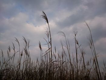 Scenic view of field against cloudy sky