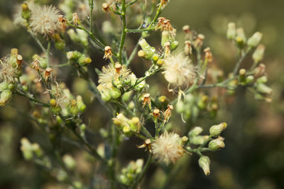 Close-up of bee on flower