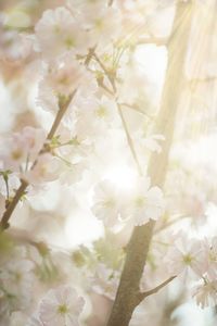 Close-up of white flowers on branch