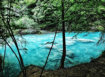 Reflection of trees in lake