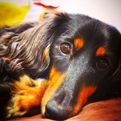 Close-up portrait of a dog