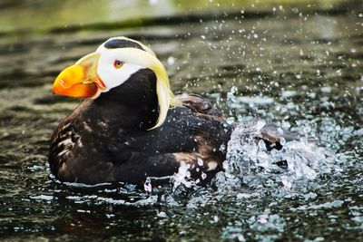 A puffin swimming in the pond at an aquarium.