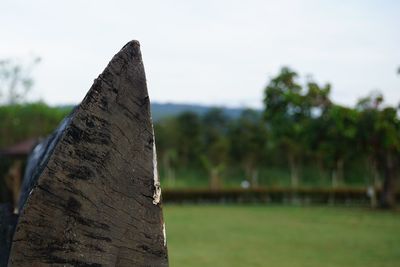 Close-up of tree trunk on field against sky