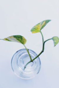 Close-up of flower over glass against white background