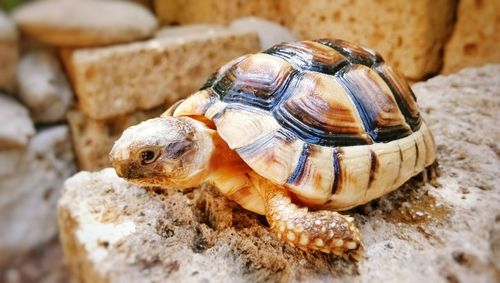 Close-up of turtle