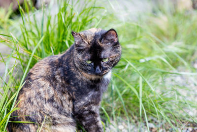 Close-up portrait of cat sitting on grass