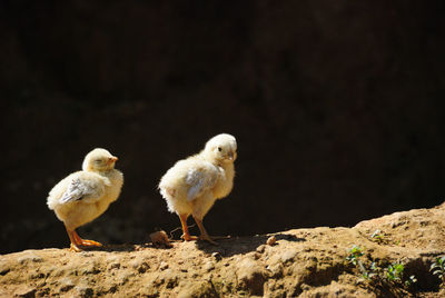 Yellow chickens on sunny day