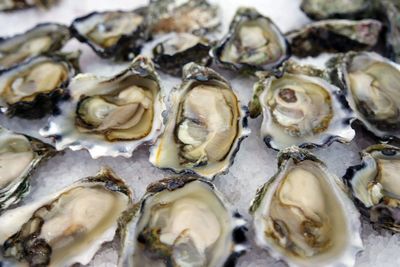 Close-up of seafood in market