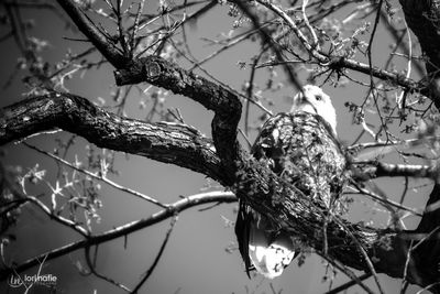 Close-up of branches against blurred background
