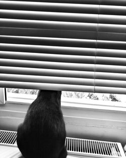 Rear view of cat looking through window by blinds