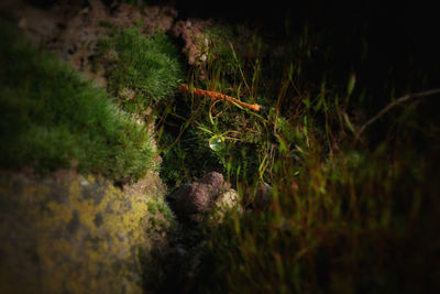 Close-up of moss growing on land
