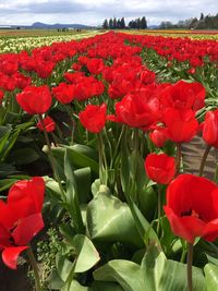 Close-up of red tulip flowers on field