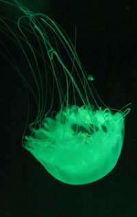 Close-up of jellyfish swimming in sea