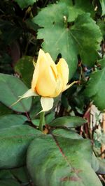 Close-up of yellow rose