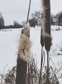 View of horse on snow covered field