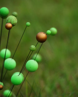 Close-up of berries growing on plant