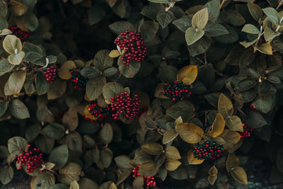 High angle view of red berries on plant