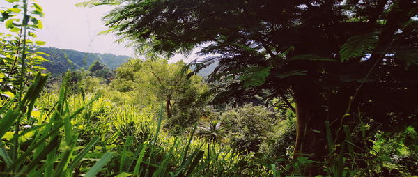 Plants and trees in forest