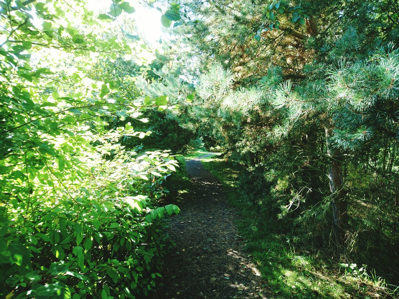 NARROW FOOTPATH AMIDST TREES