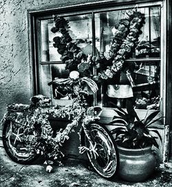 Potted plants in front of building