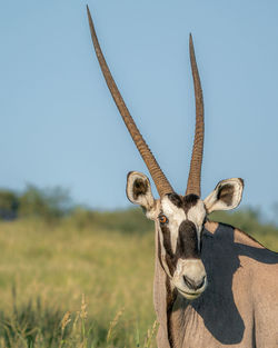 The face of an oryx 