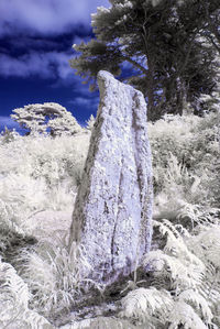 Icicles on rock in winter