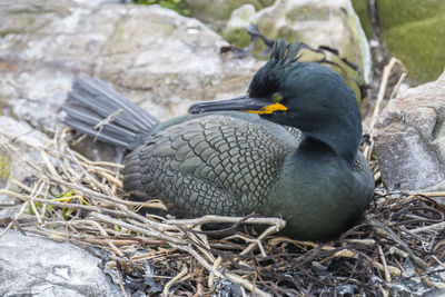 Close-up of bird on rock