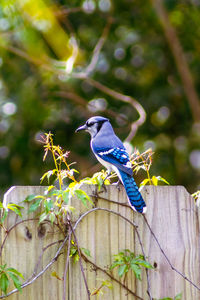 Bird perching on a tree