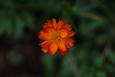 Close-up of orange flower