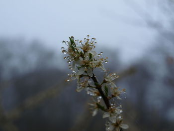 Close-up of flowers