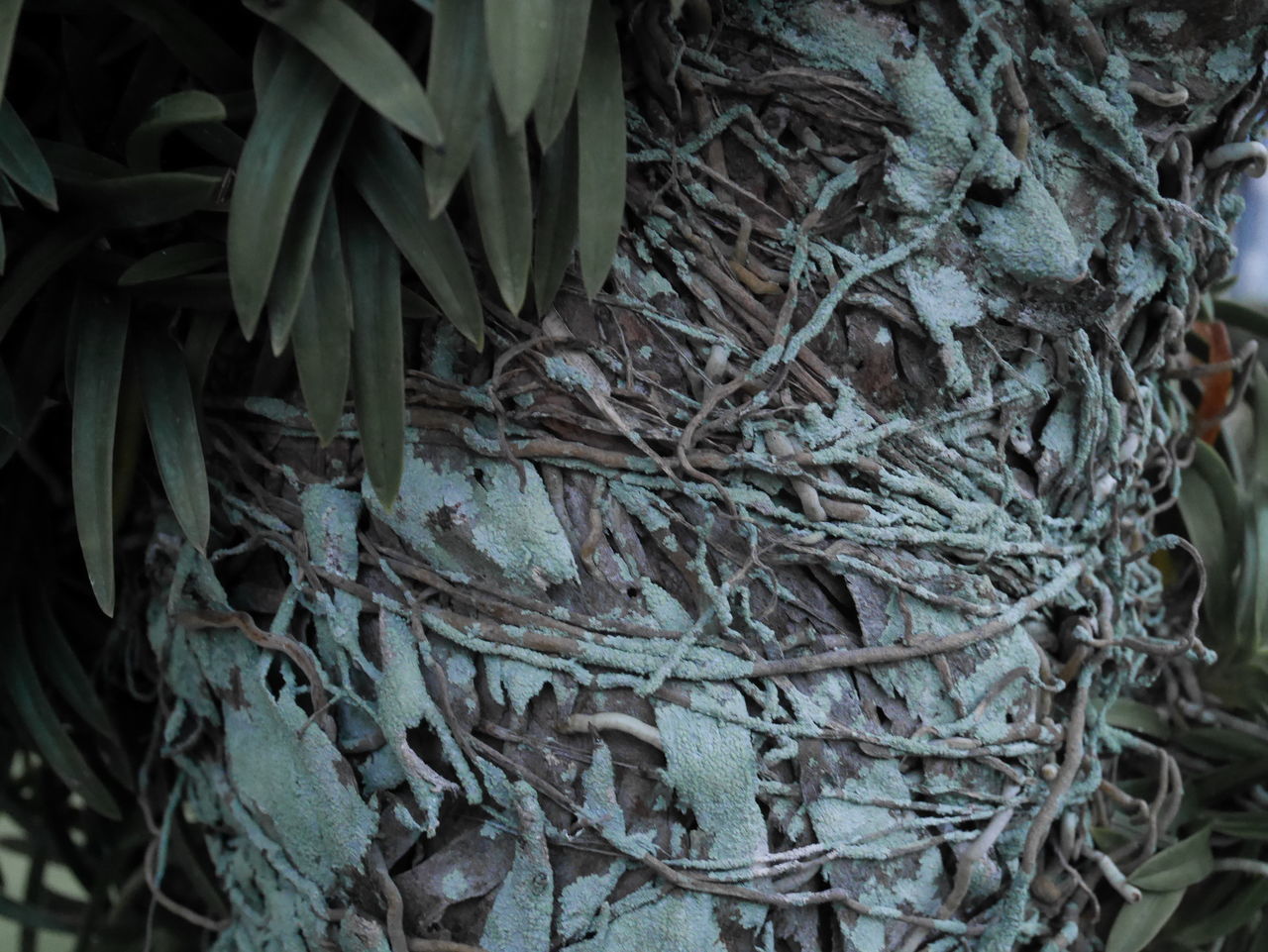 HIGH ANGLE VIEW OF ROOTS ON TREE