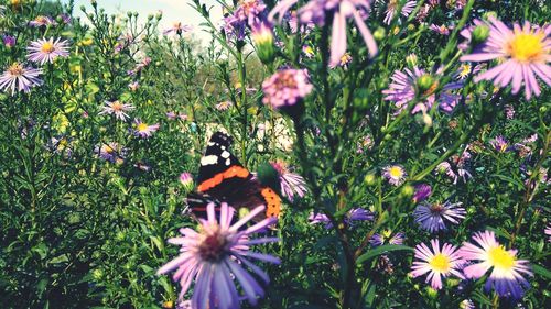 Close-up of butterfly pollinating on purple flower